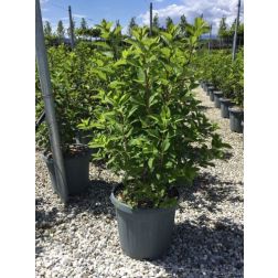 HYDRANGEA PANICULATA VANILLE FRAISE (R)  LV 18 HALF STANDARD  hortenzia