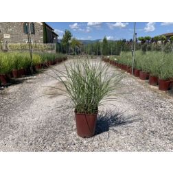 MISCANTHUS SINENSIS ZEBRINUS  LV 11  japánfű