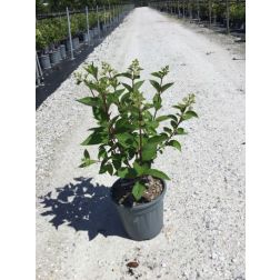 HYDRANGEA PANICULATA FRAISE MELBA (R) CLT. 10 hortenzia