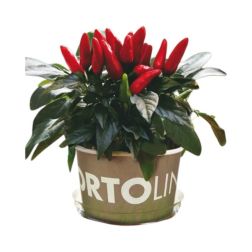 Ortolino red chili termesztő készlet
