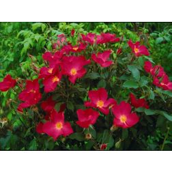 Rose of Picardy