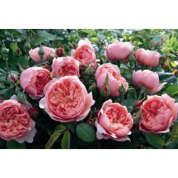 The Alnwick® Rose
