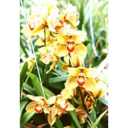 Csónakorchidea
