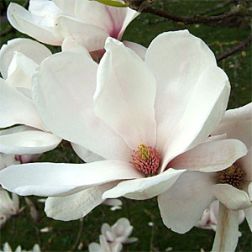Liliomfa