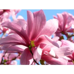 Liliomfa