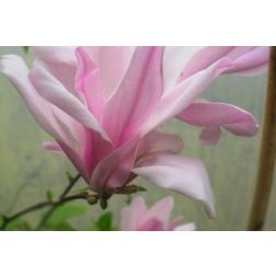 Liliomfa