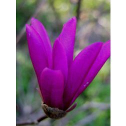 Liliomfa