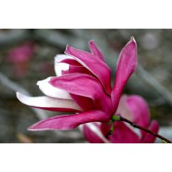 Liliomfa
