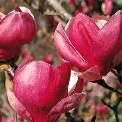 Liliomfa