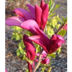 Liliomfa