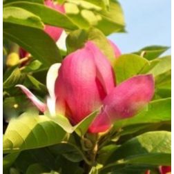 Liliomfa