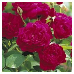 Darcey Bussell