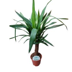 Yucca pálmaliliom 12 cm-es cserépben