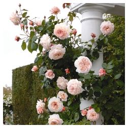 A Shropshire Lad Climbing