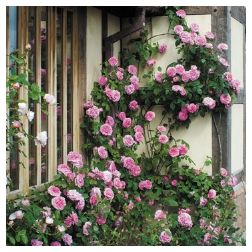 Gertrude Jekyll
