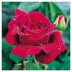 Crimson Glory