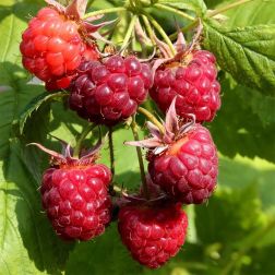 Oázis málna - Ribes idaeus "Zefa Herbsternte" - konténeres, kései, bőtermő fajta