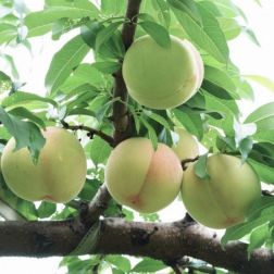 Prunus persica "Ice Peach" j&eacute;gbarack balkon gy&uuml;m&ouml;lcsfa