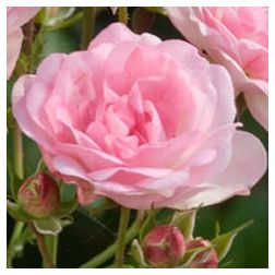 Maid of Kent