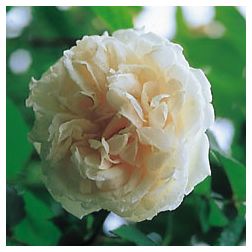 Mme Alfred Carriere