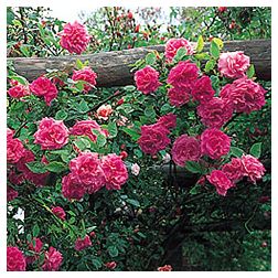 Zéphirine Drouhin