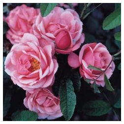 Pink Perpétue