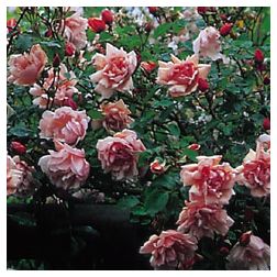 Albertine