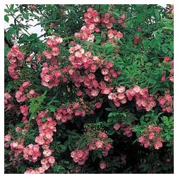 Blush Rambler