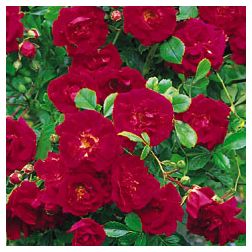 Crimson Shower