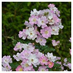 Euphrosyne
