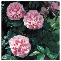 Gerbe Rose