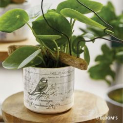 Soendgen Vintage Animals kerámia kaspó többszínű 8 cm