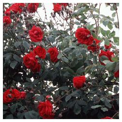 Paul s Scarlet Climber