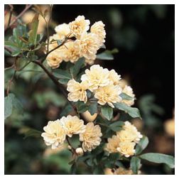 R. Banksiae Lutea