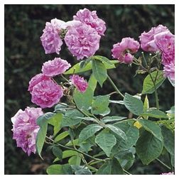 Seven Sister,s Rose