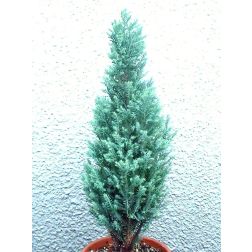 Oregoni hamisciprus
