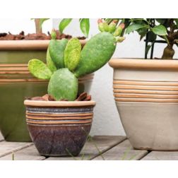 Deroma Vaso Romance set of 5 mix colori agyag n&ouml;v&eacute;nytart&oacute; szett