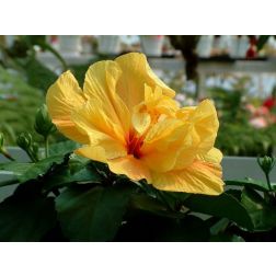Hibiszkusz
