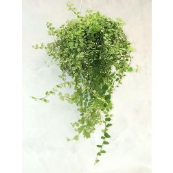 kapaszkodó fikusz Sunny fajtája