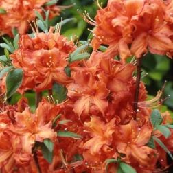 AZALEA MOLLIS FIREBALL  CLT. 20  Azálea