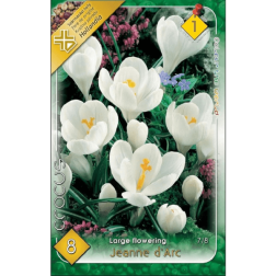 Crocus vernus jeanne d'arc fehér nagyvirágú krókusz virághagyma 8 darab