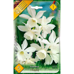 Narcissus triandrus thalia fehér nárcisz virághagyma 5 darab