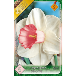 Narcissus large cupped salome fehér-rózsaszín nárcisz virághagyma 5 darab