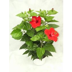 Rózsamályva, szobai hibiszkusz, kínai hibiszkusz, Hawaii-rózsa