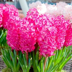 Jácint
