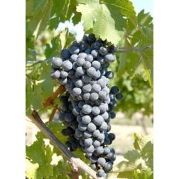 Merlot