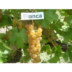 Bianca