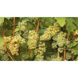 Chardonnay
