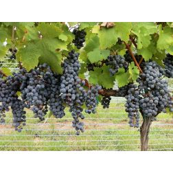 Cabernet Sauvignon