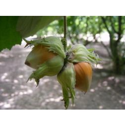 Bollwilleri csoda